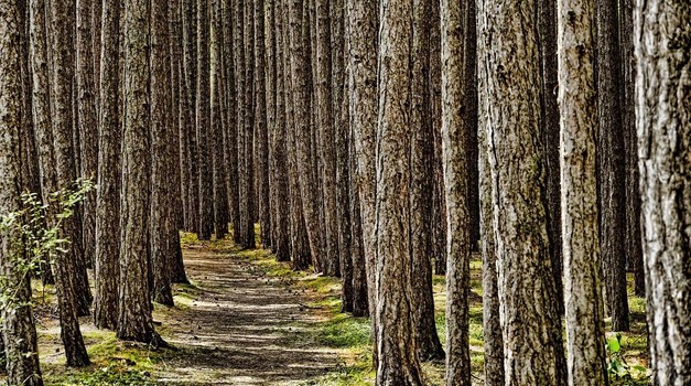 Stručnjaci upozoravaju: zbog visokih temperatura urbanim sredinama širi se štetnik koji ozbiljno prijeti...