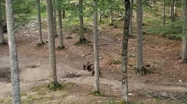 Tako se brani medvjedića! Zbog mladunca medvjedica je sprema ama baš na sve! (VIDEO)