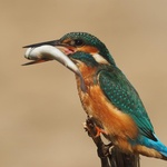 Sjaj i bijeda hrvatskih krajobraza i što učiniti da se ekocid iskorijeni i očuva prekrosna hrvatska priroda, flora i fauna (foto: Miljenko Marukić)