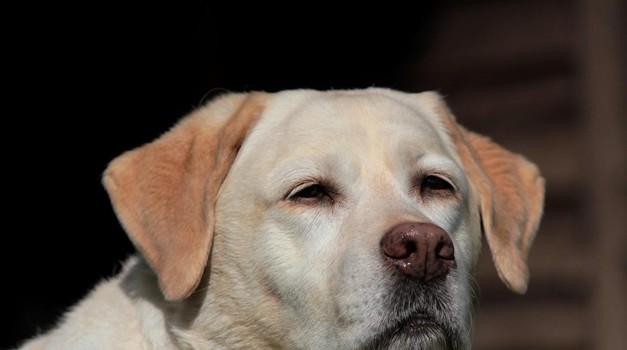 Daisy  se vratila kući nakon što su je oteli! Labradorica oteta iz kućnog vrta konačno vraćena vlasnicima: "Nismo je mogli zaboraviti"